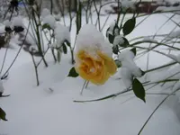 rose mit hut.webp