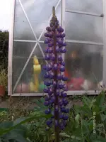 HPIM5523.webp