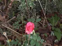 HPIM5527.webp