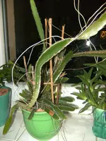 BILD1937.webp