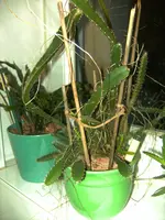 BILD1938.webp