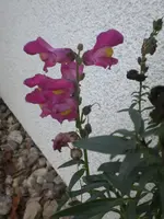 CIMG7251.webp