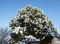 Weihnachtsbaum mit Kugeln.webp