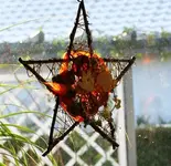 ein Weihnachtsstern.webp