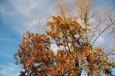 DSC_6915[1].webp