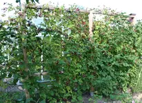 Brombeer.webp