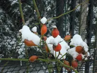 2010 12 02 008.webp