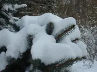 2010 12 02 026.webp