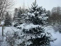 2010 12 02 024.webp