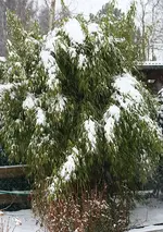 Bambus im Schnee.webp