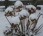 Schneehortensie.webp