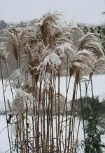 verschneites Gras2.webp