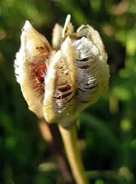 scabiose.webp