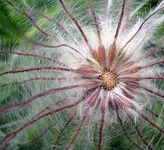 pulstilla verblüht.webp