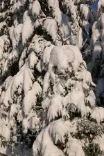 Dez.2010 015.webp