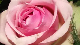5.12.2010 002.webp