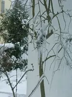 DSCF4616.webp