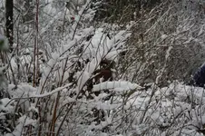 Dezember2010 006.webp
