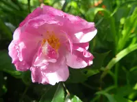 lavender dream2.webp