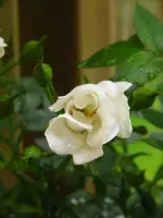 white cover2.webp