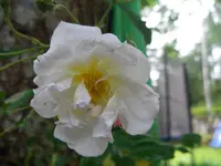 lykkefund.webp