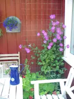IMGP4156.webp
