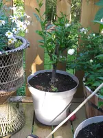 IMGP4165.webp