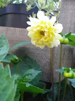 IMGP4168.webp