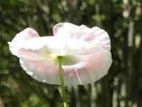 IMGP4178.webp