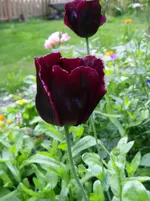 IMGP4203.webp