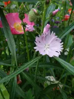 IMGP4208.webp