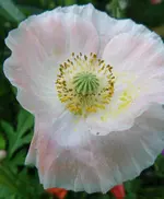 IMGP4209.webp