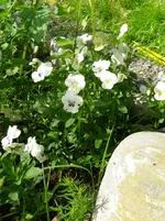 IMGP4210.webp