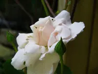 IMGP4215.webp