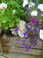 IMGP4262.webp