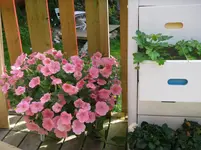 IMGP4265.webp