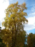 IMGP4485.webp