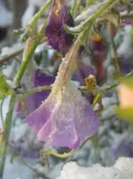 IMGP4511.webp