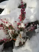 IMGP4525.webp