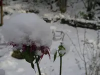 IMGP4528.webp