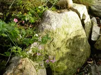 IMGP4586.webp
