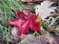 IMGP4598.webp