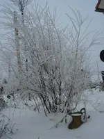 DSC03015.webp