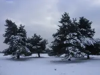 Schnee auf der Heide 009.webp
