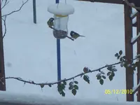 100_2706.webp