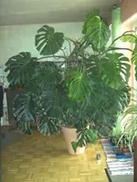 BILD1379.webp
