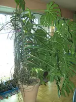 BILD1372.webp