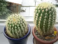 Echinocactus grusonii.webp