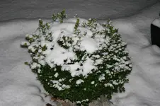 009.webp