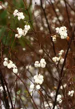 IMG_9413.webp